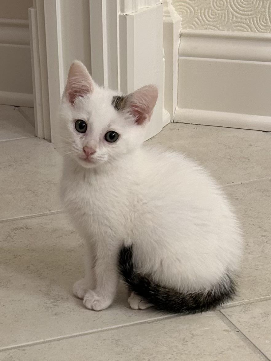 Enlarge Luke, a Adoptable Domestic Short Hair in Jeffersonville, IN image 3/5
