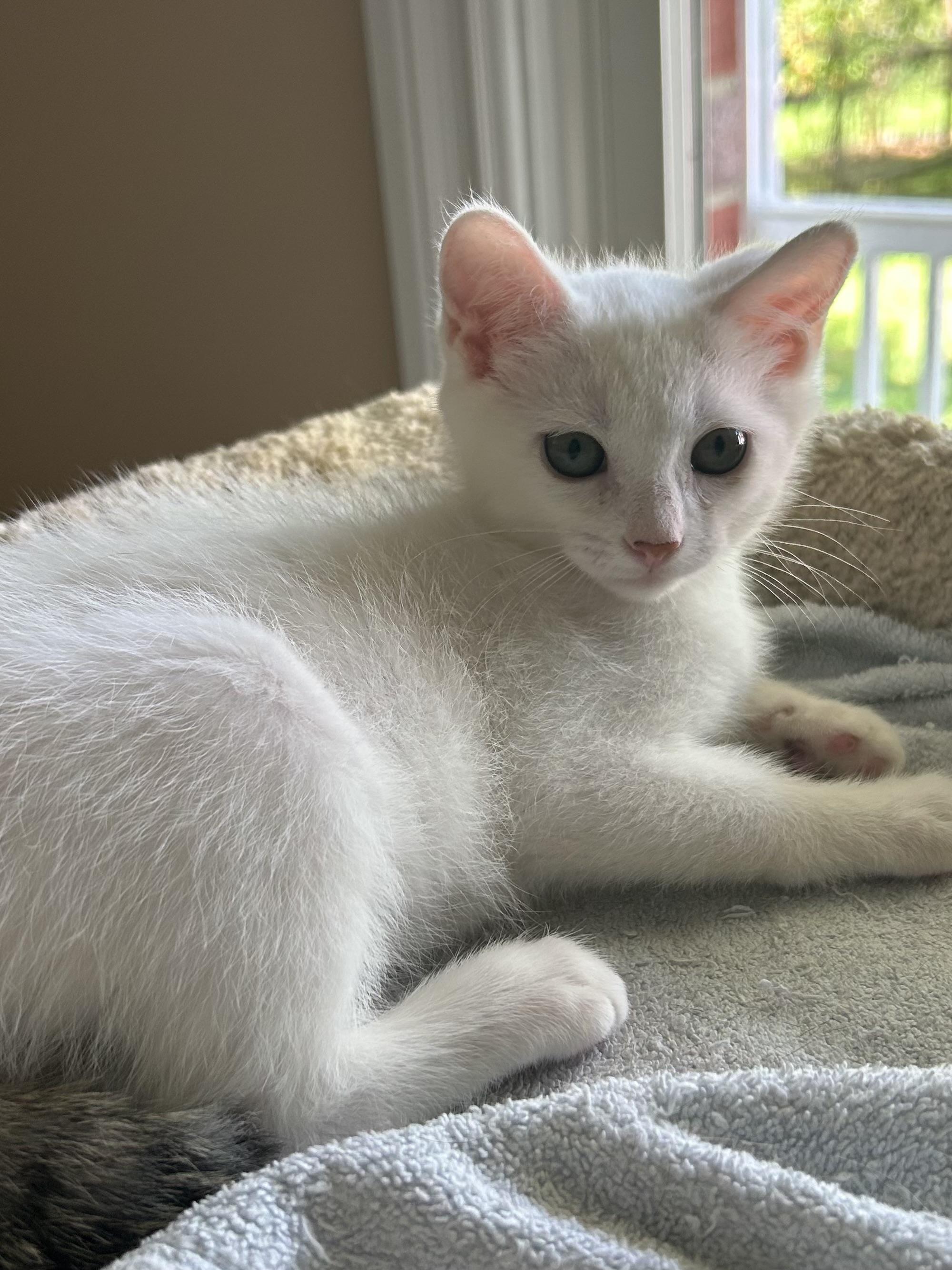 Enlarge Luke, a Adoptable Domestic Short Hair in Jeffersonville, IN image 2/5