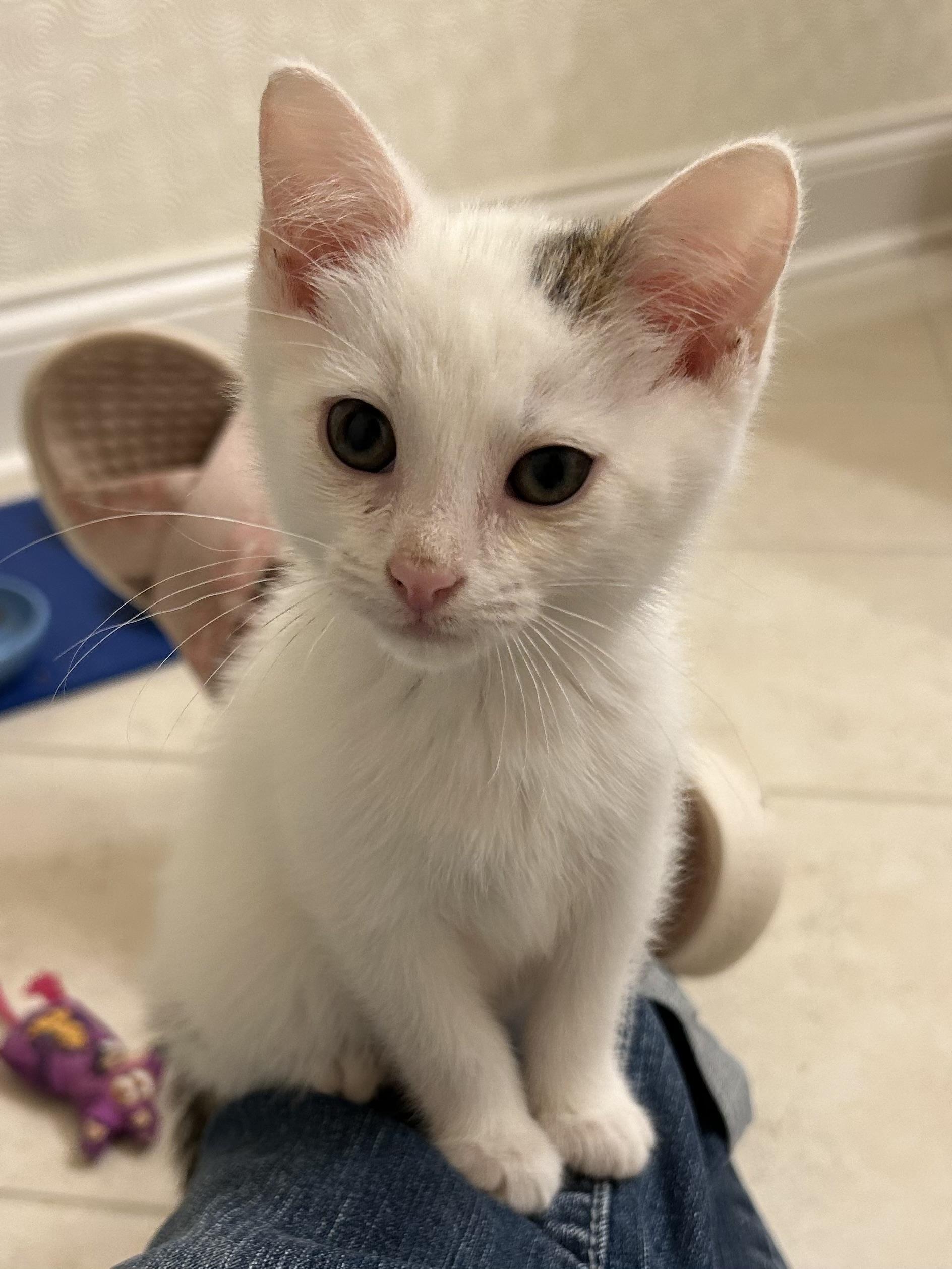 Luke, Adoptable, Kitten Male Domestic Short Hair.