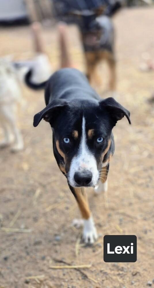 Enlarge Lexi, a Adoptable mixed breed in Evergreen, CO image 1/4