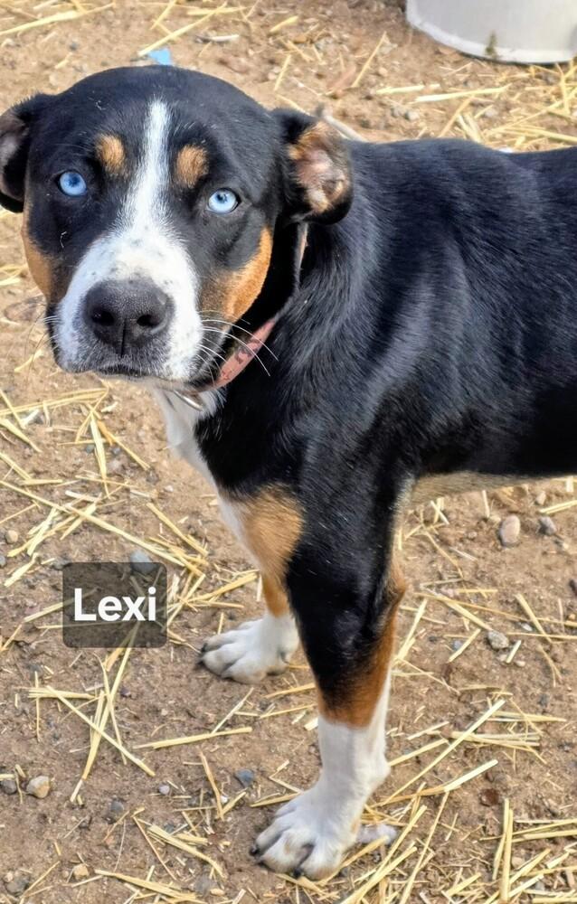 Enlarge Lexi, a Adoptable mixed breed in Evergreen, CO image 2/4