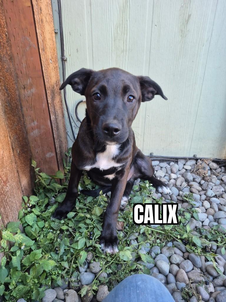 Enlarge Calix, a Adoptable mixed breed in Olympia, WA image 1/1