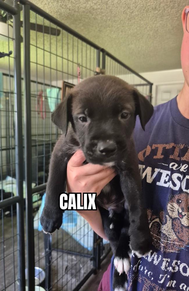 Calix