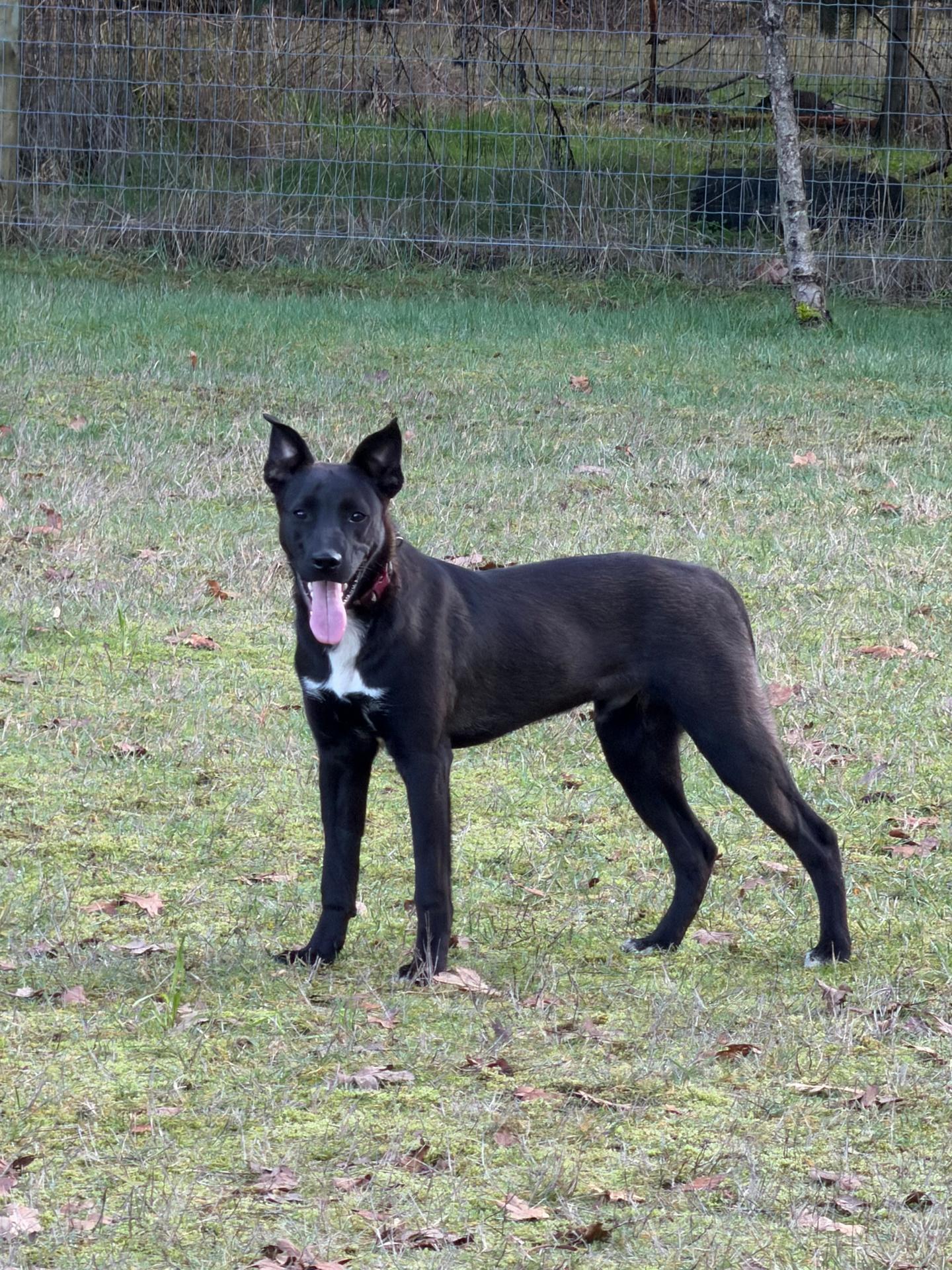 Calix, adoptable, Puppy Male Mixed Breed.