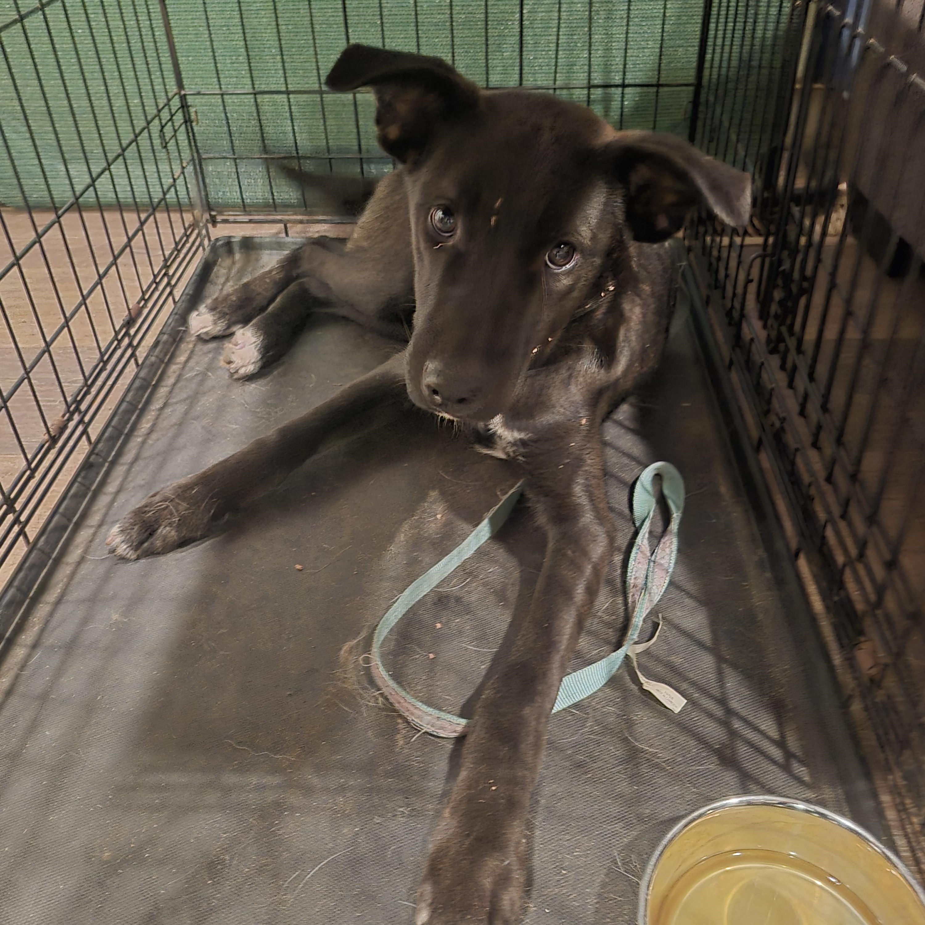 Calix, adoptable, Puppy Male Mixed Breed.