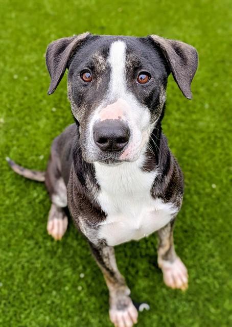 HARPER, Adoptable, Young Female Pit Bull Terrier.