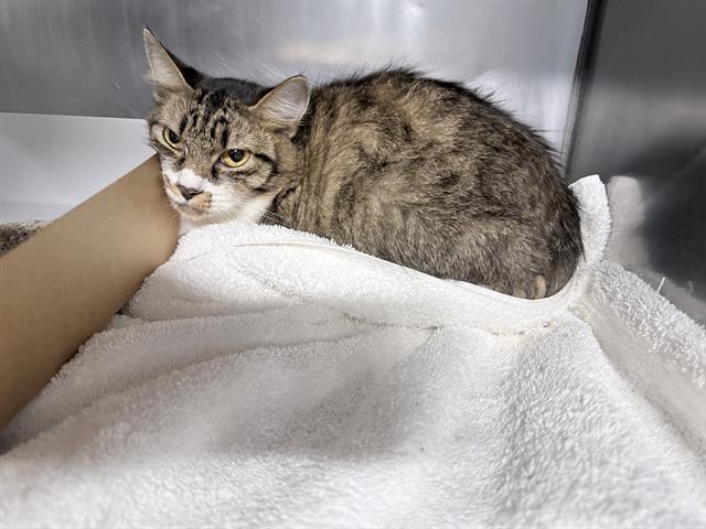 CLEO, Adoptable, Young Female Domestic Medium Hair.