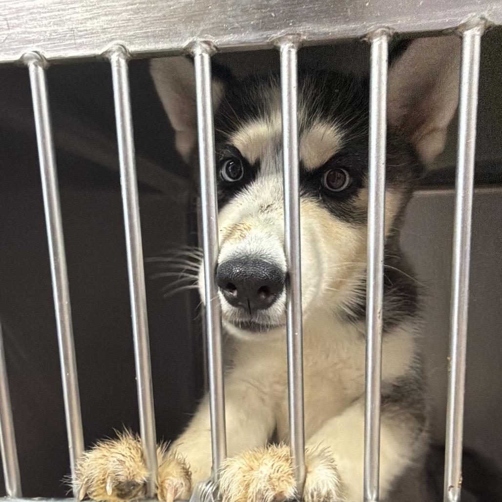 Blue Bonnet Breeze, Adoptable, Puppy Female Siberian Husky.
