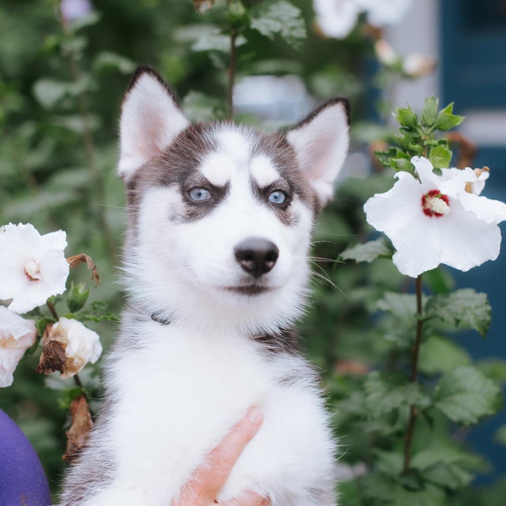 Enlarge Blue Bonnet Breeze, a Adoptable Siberian Husky in Northbrook, IL image 2/3