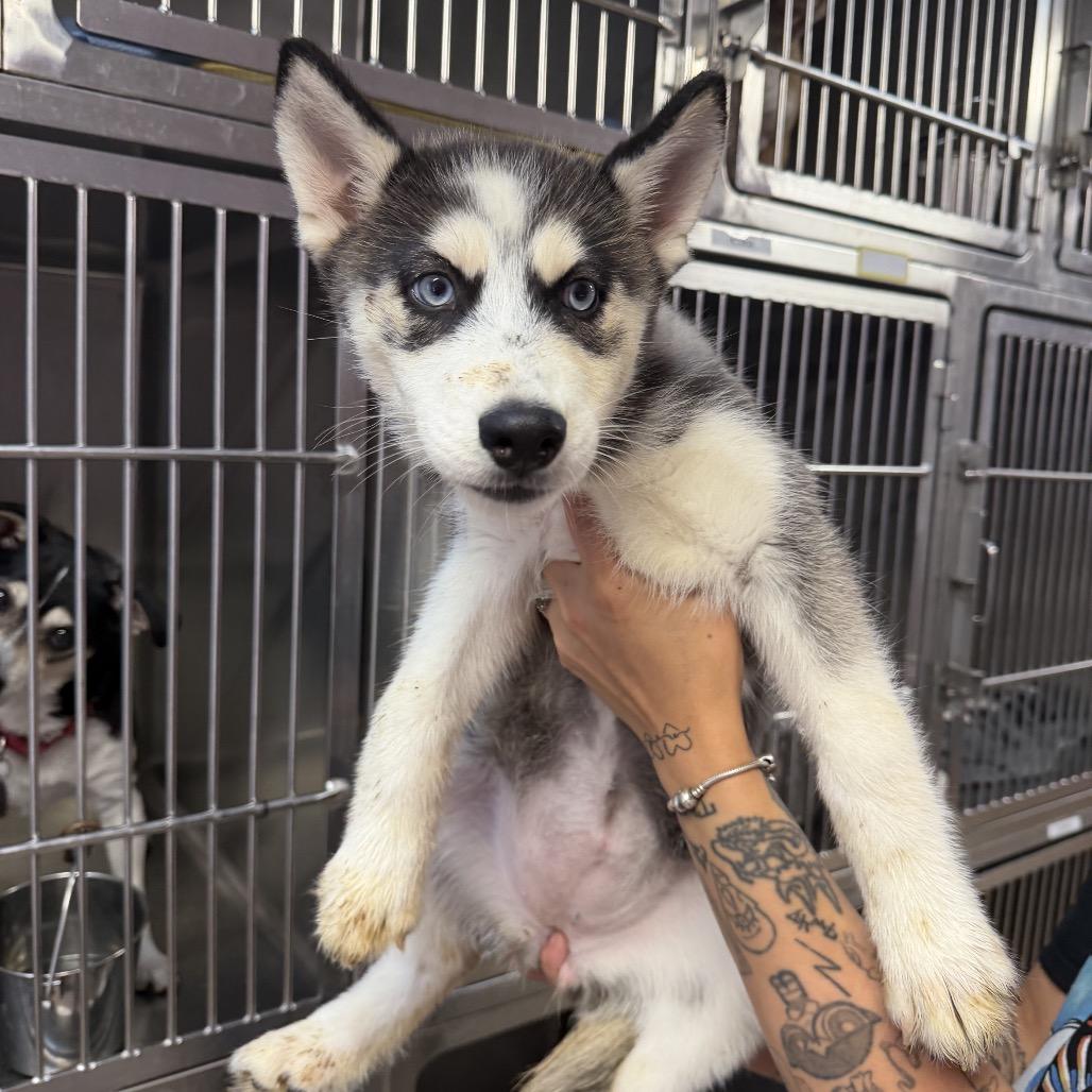 Enlarge Blue Bonnet Breeze, a Adoptable Siberian Husky in Northbrook, IL image 3/3