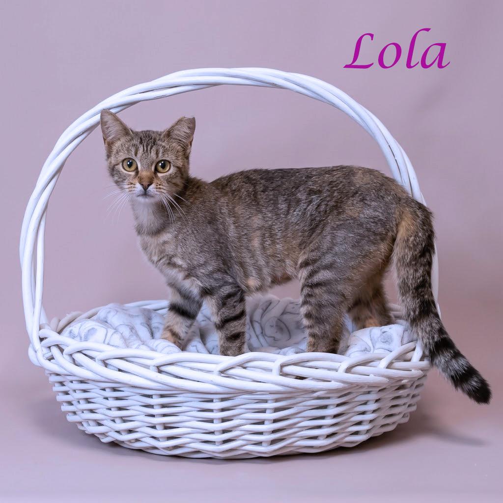 Lola C26-141, Adoptable, Young Female Domestic Short Hair.