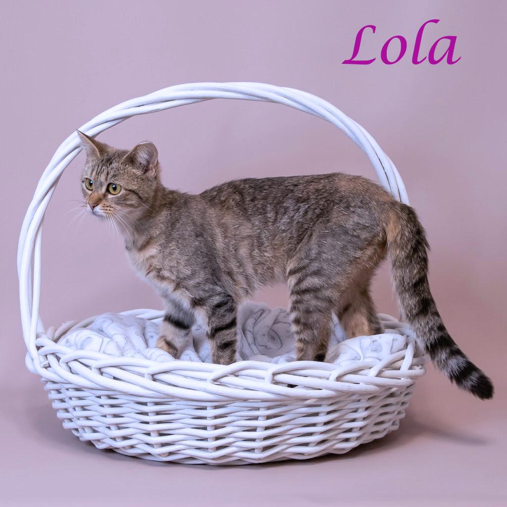 Lola C26-141, a Adoptable Domestic Short Hair in Lebanon, TN image 2/6