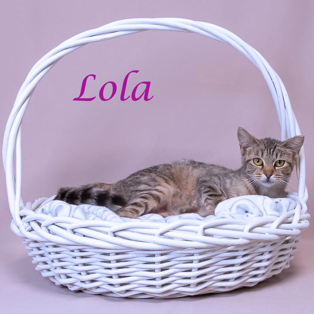Lola C26-141, a Adoptable Domestic Short Hair in Lebanon, TN image 3/6
