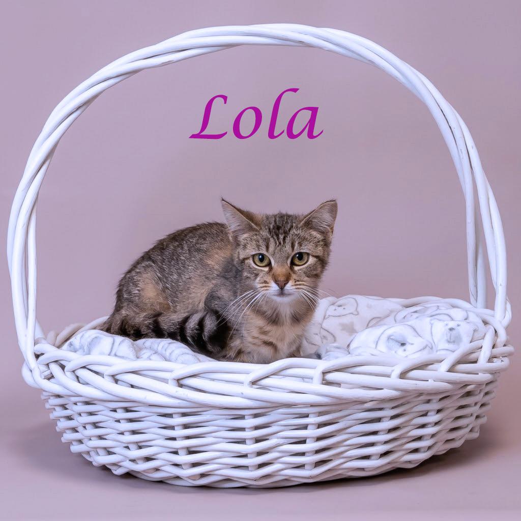 Lola C26-141, a Adoptable Domestic Short Hair in Lebanon, TN image 4/6