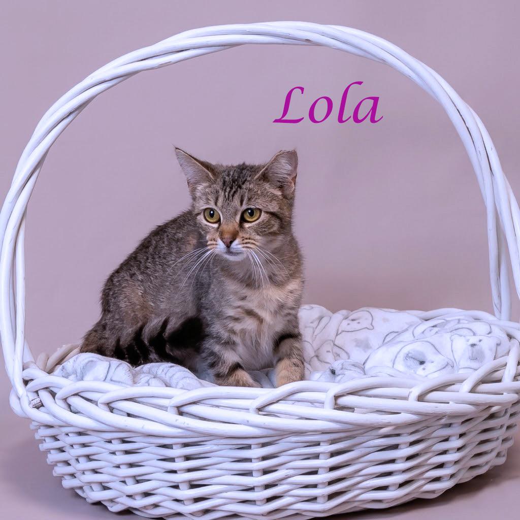 Lola C26-141, a Adoptable Domestic Short Hair in Lebanon, TN image 5/6