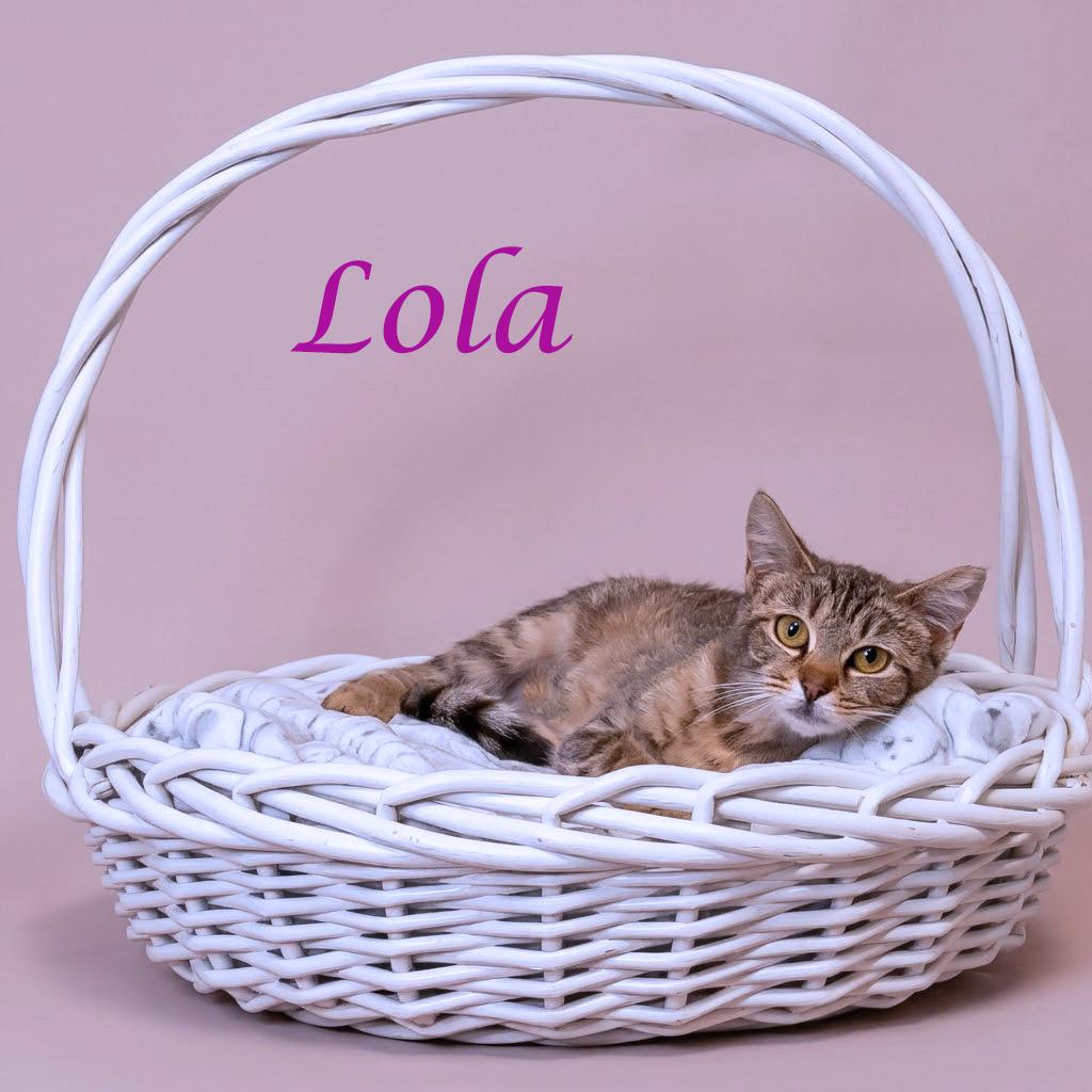 Lola C26-141, a Adoptable Domestic Short Hair in Lebanon, TN image 6/6