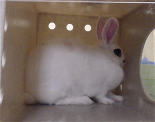 Enlarge BONNIE, a Adoptable Bunny Rabbit in Denver, CO image 1/1