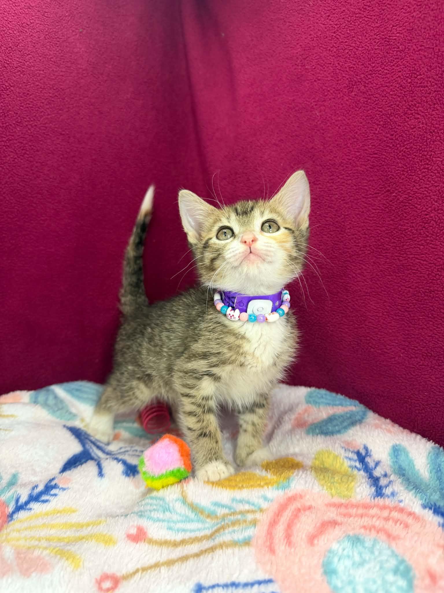 Skyla, a ADOPTABLE Tabby in Tavares, FL image 3/4