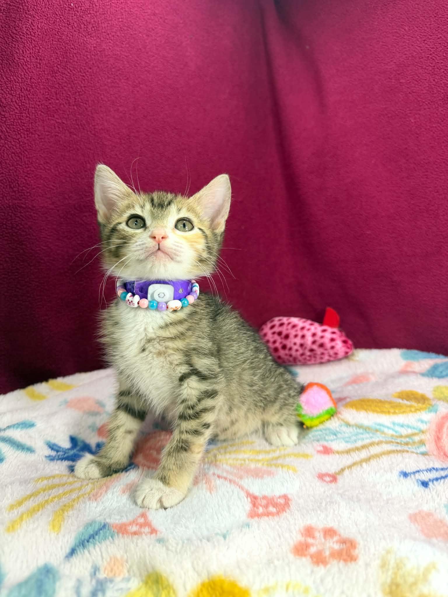Skyla, a ADOPTABLE Tabby in Tavares, FL image 2/4