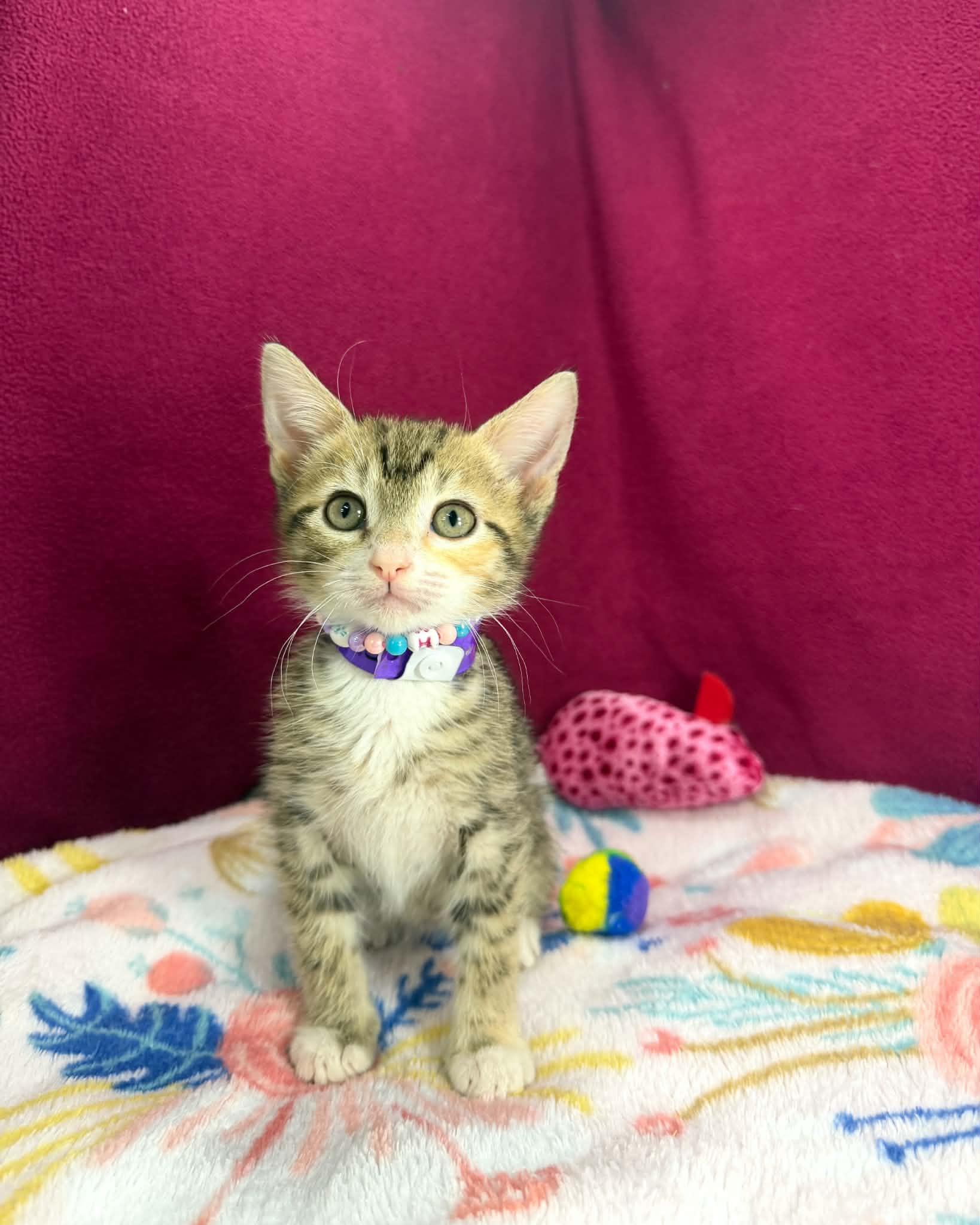 Skyla, ADOPTABLE, Kitten Female Tabby.