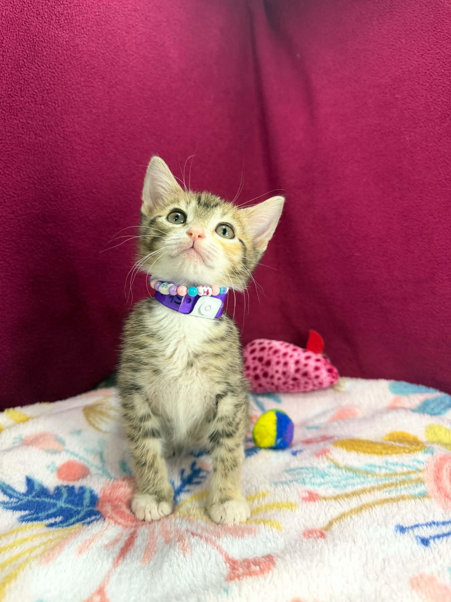 Skyla, a ADOPTABLE Tabby in Tavares, FL image 4/4