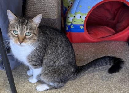 Enlarge Tezza $50, a Adoptable mixed breed in Seneca, SC image 1/3