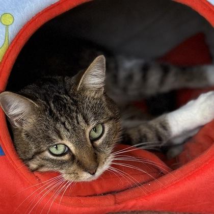 Enlarge Tezza $50, a Adoptable mixed breed in Seneca, SC image 2/3