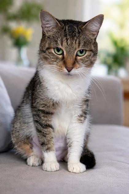 Enlarge Tezza $50, a Adoptable mixed breed in Seneca, SC image 3/3