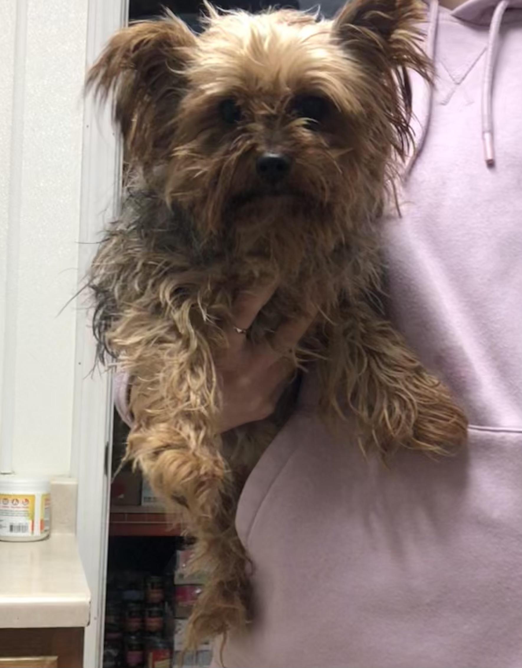 Kiki, ADOPTABLE, Senior Female Yorkshire Terrier.
