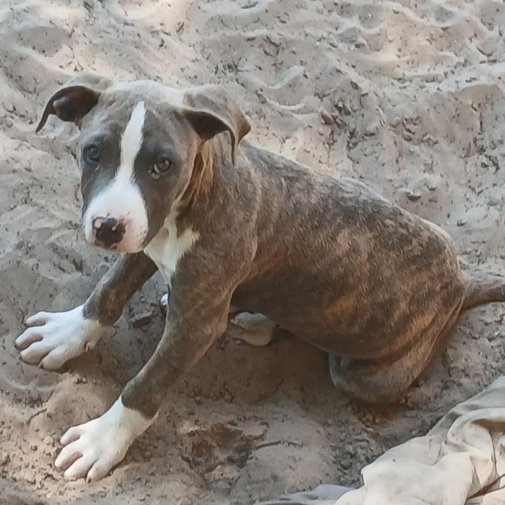 Enlarge Roscoe, a Adoptable Mixed Breed in Williston, FL image 1/4