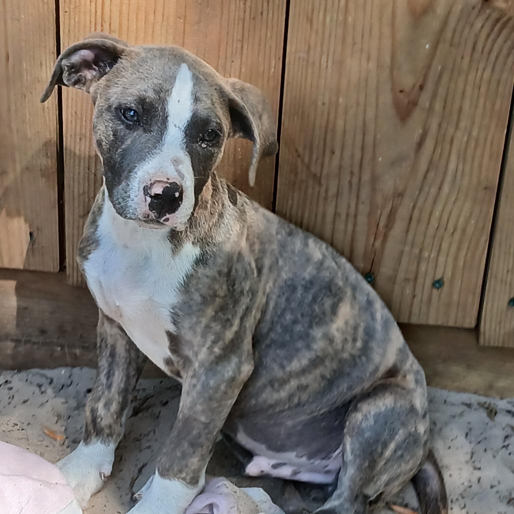 Enlarge Roscoe, a Adoptable Mixed Breed in Williston, FL image 3/4