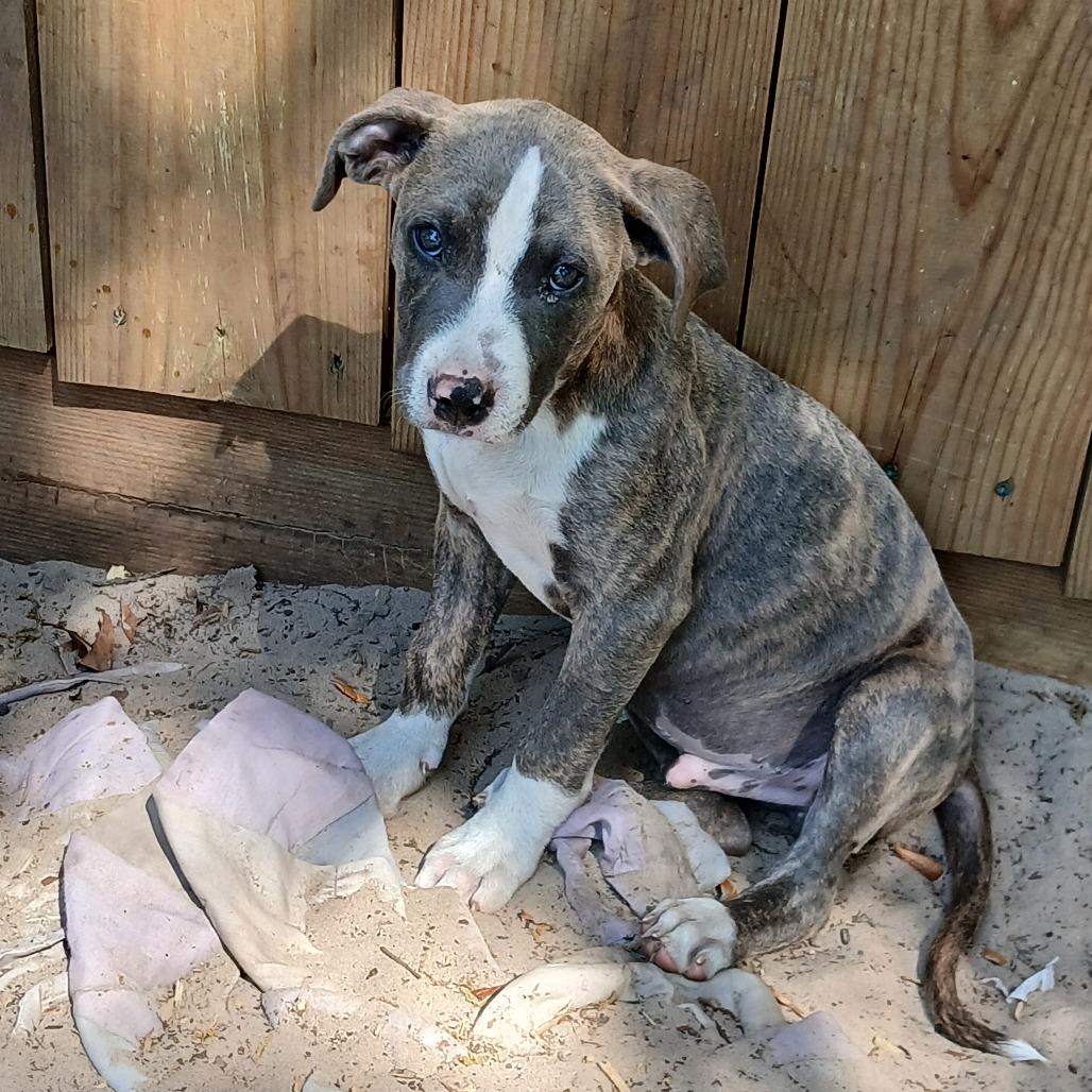 Enlarge Roscoe, a Adoptable Mixed Breed in Williston, FL image 4/4