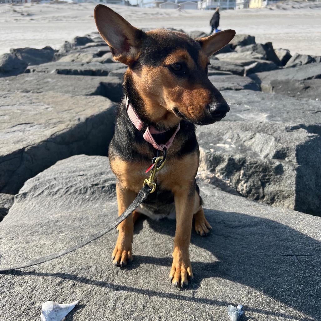 KIVA, a Adoptable mixed breed in Berlin, NJ image 2/6