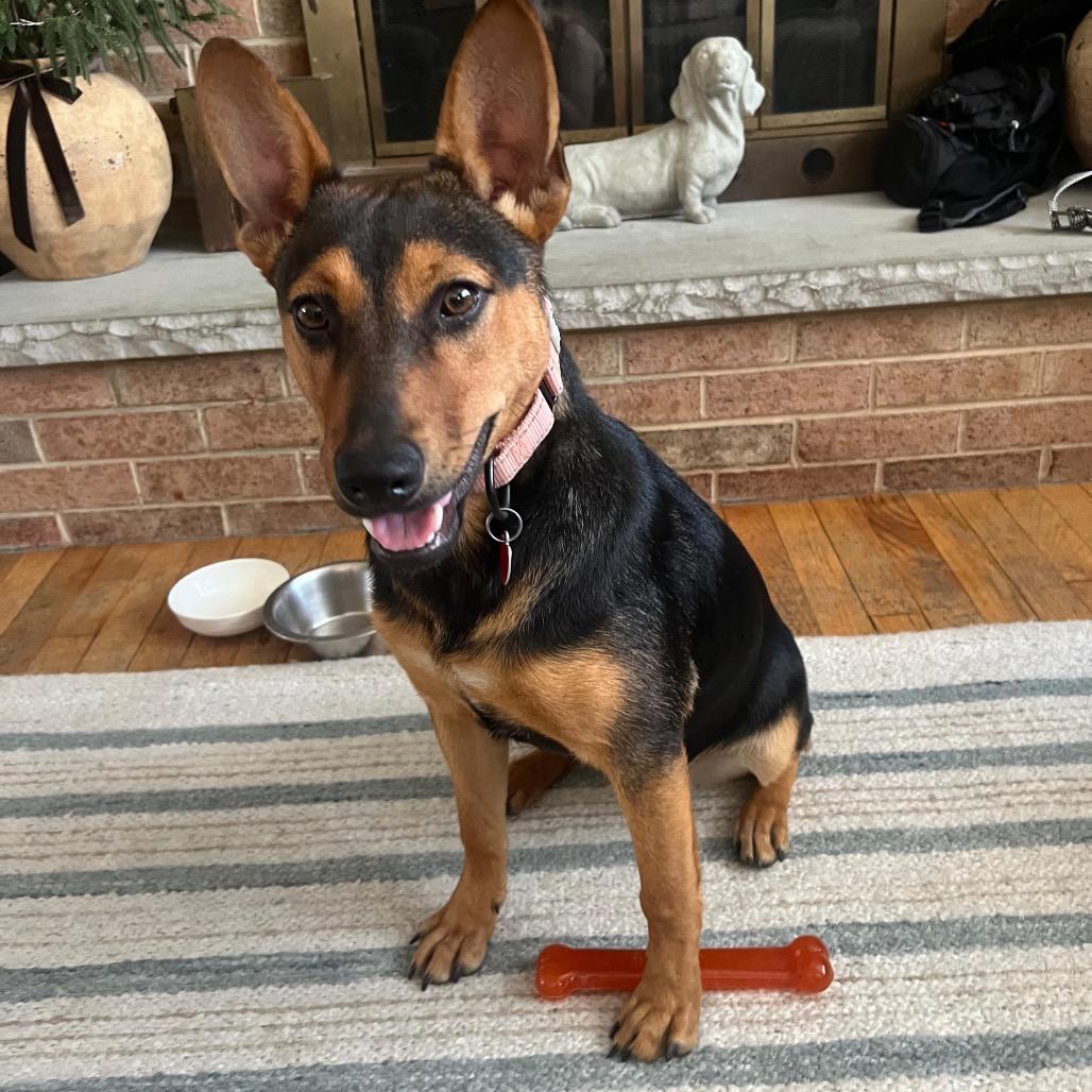 KIVA, a Adoptable mixed breed in Berlin, NJ image 3/6