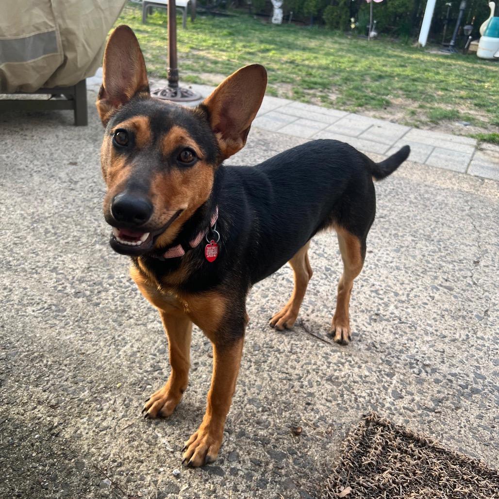 KIVA, a Adoptable mixed breed in Berlin, NJ image 1/6