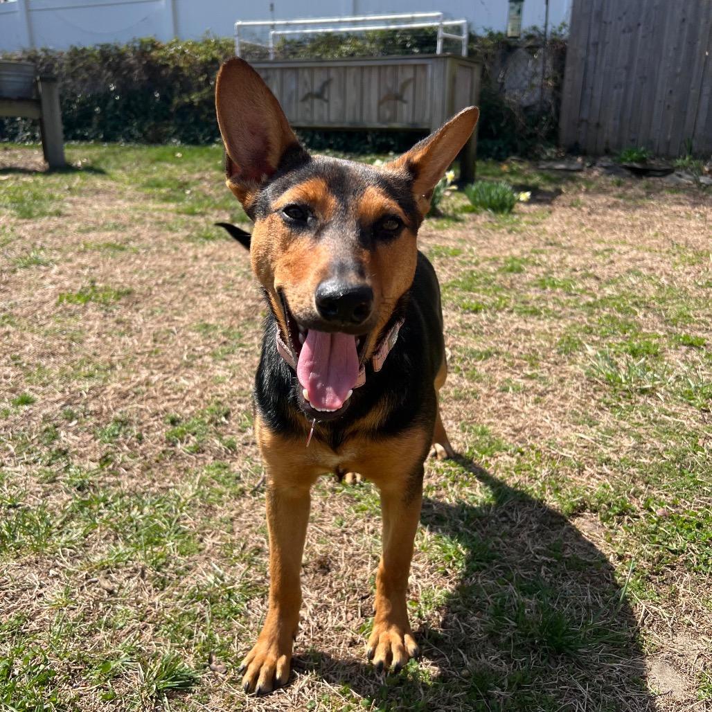 KIVA, a Adoptable mixed breed in Berlin, NJ image 4/6