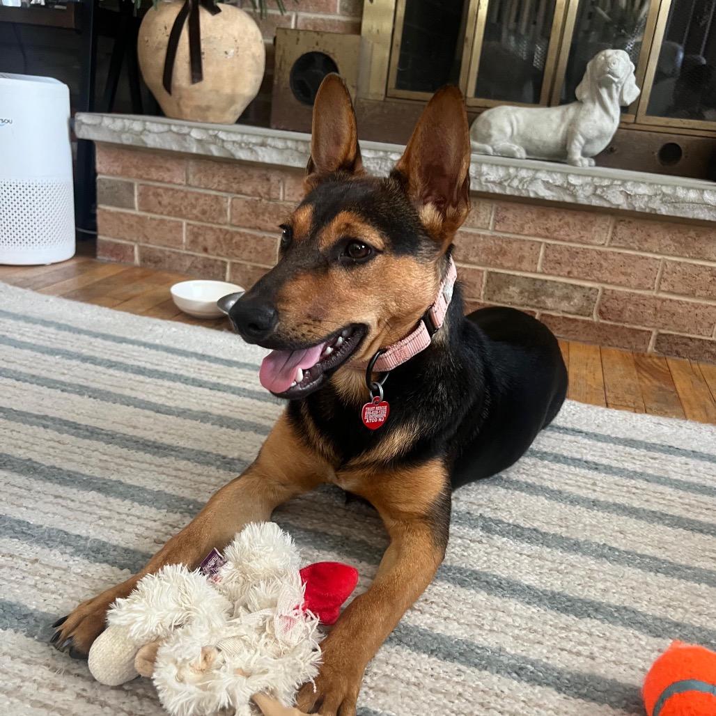 KIVA, a Adoptable mixed breed in Berlin, NJ image 5/6