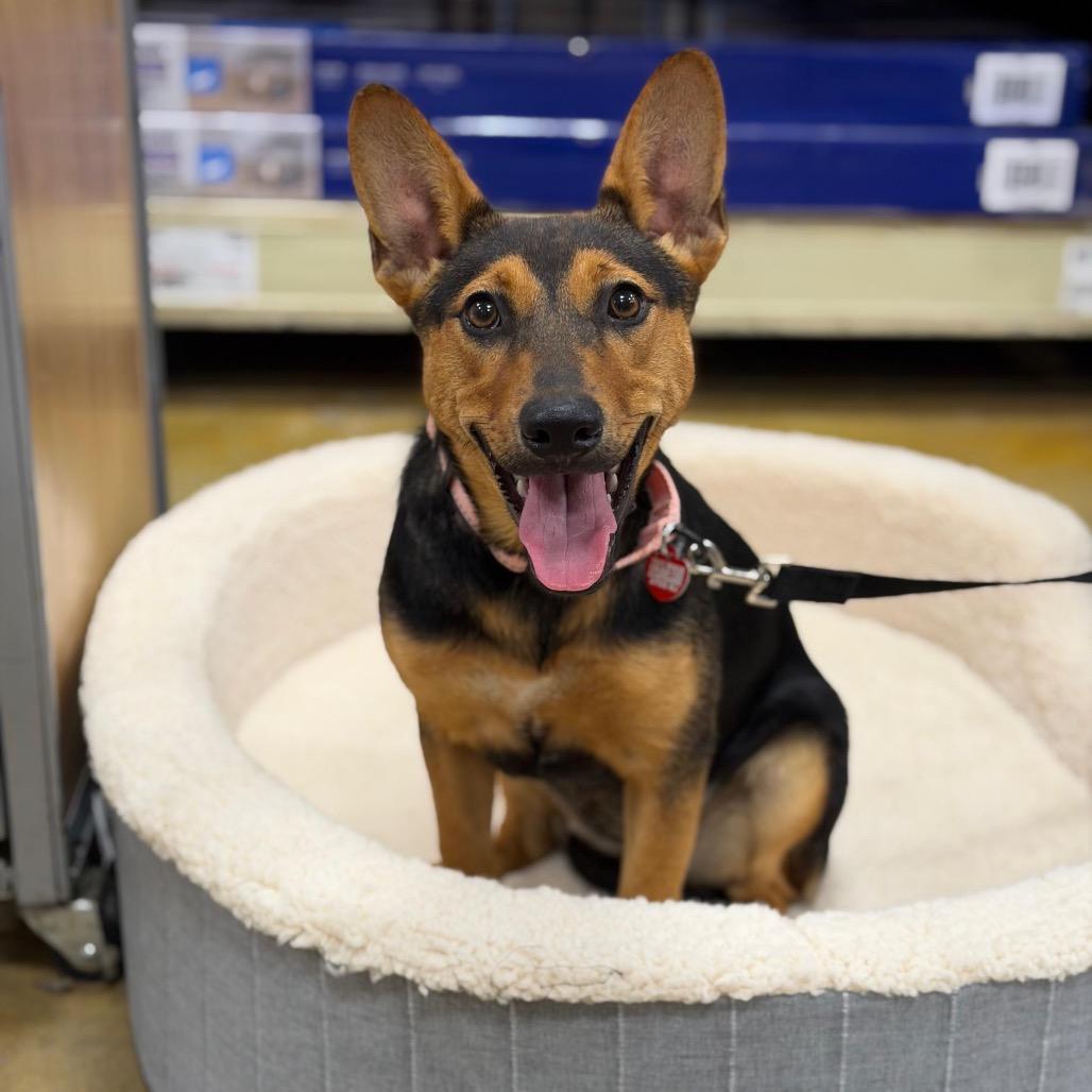 KIVA, a Adoptable mixed breed in Berlin, NJ image 6/6