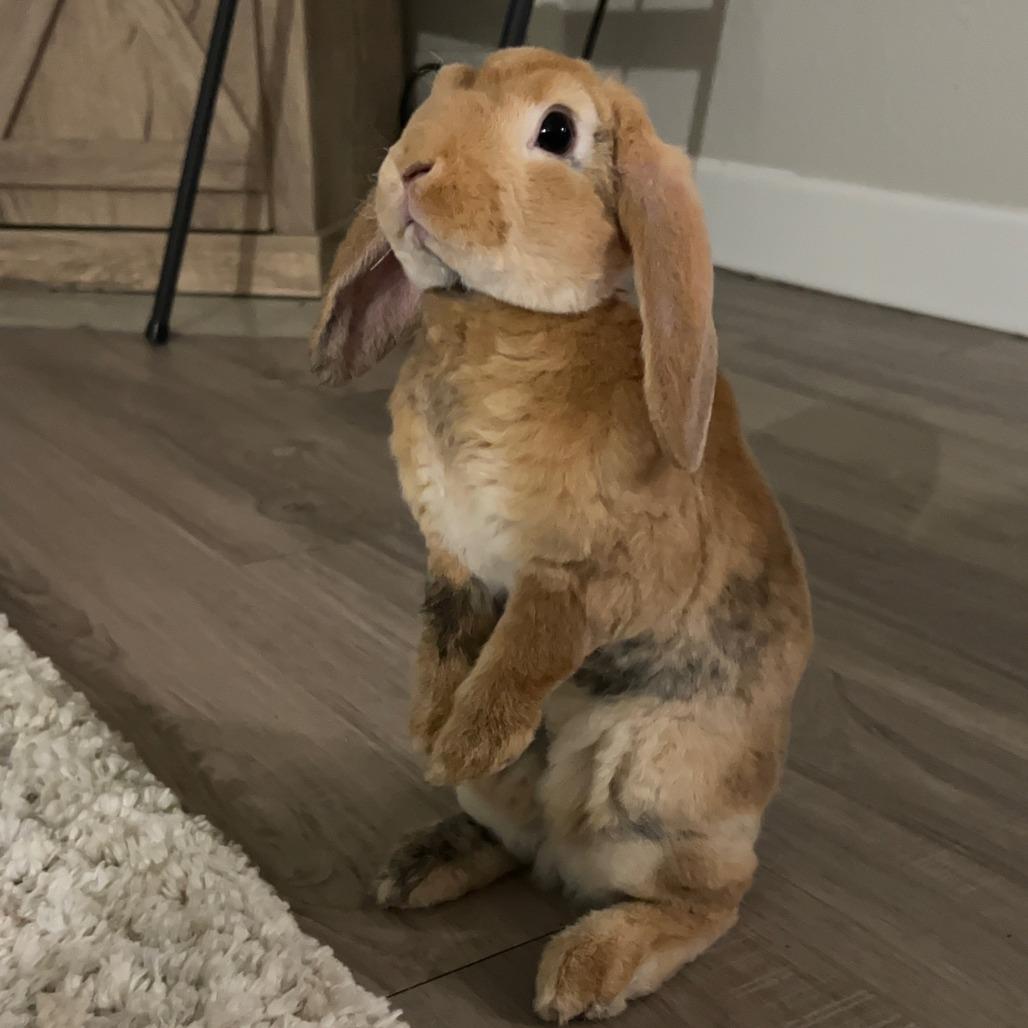 Enlarge Carmel, a Adoptable mixed breed in Portland, OR image 3/3