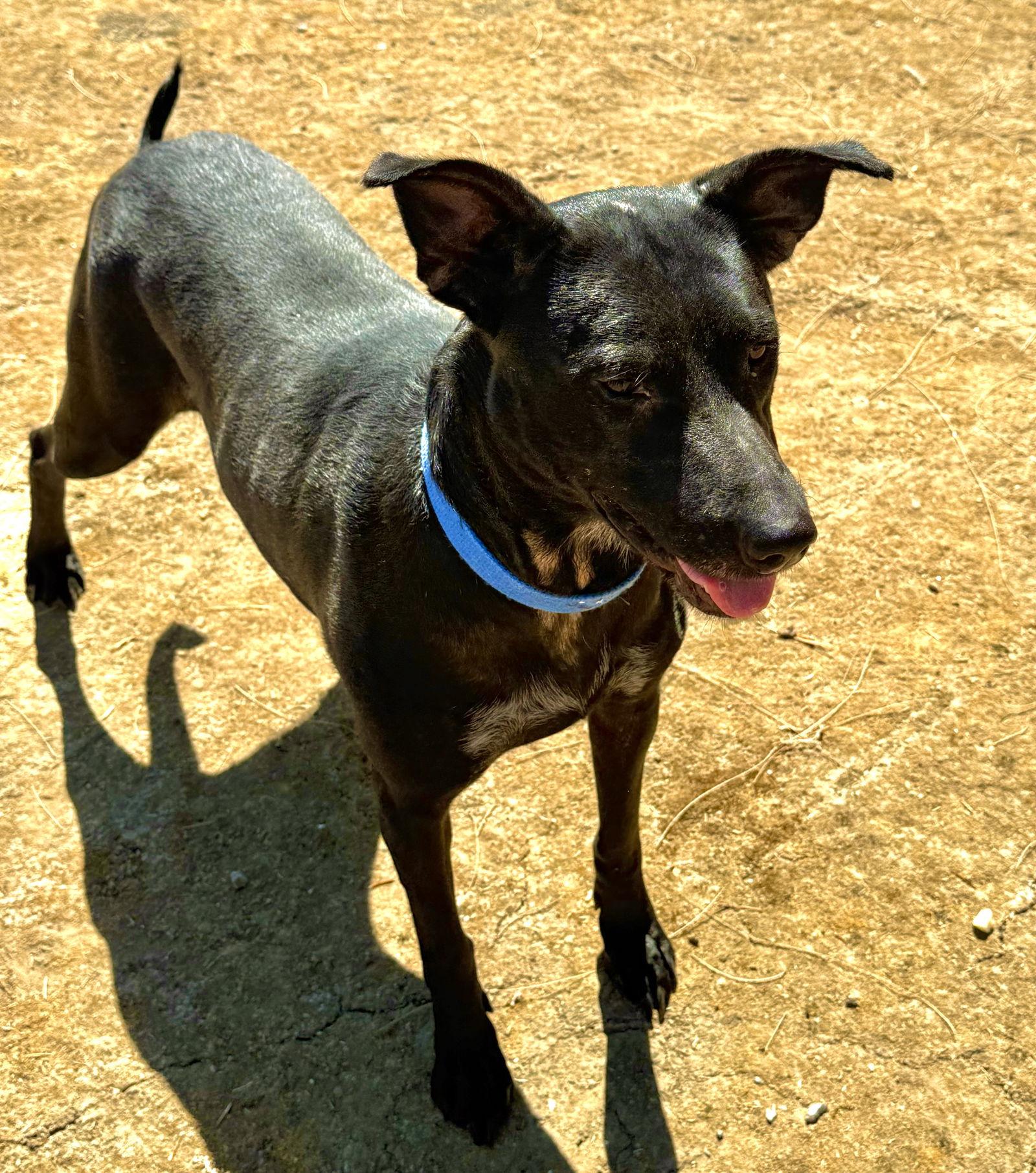 Enlarge Mia, a Adopted Labrador Retriever in Woodland, CA image 1/2