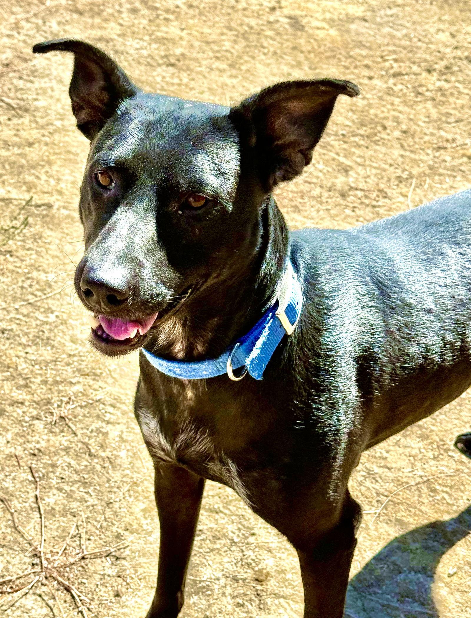 Enlarge Mia, a Adopted Labrador Retriever in Woodland, CA image 2/2