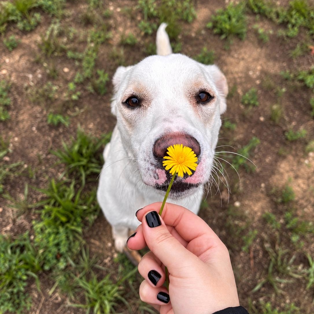 yuki, a ADOPTABLE mixed breed in Stafford, VA image 2/4
