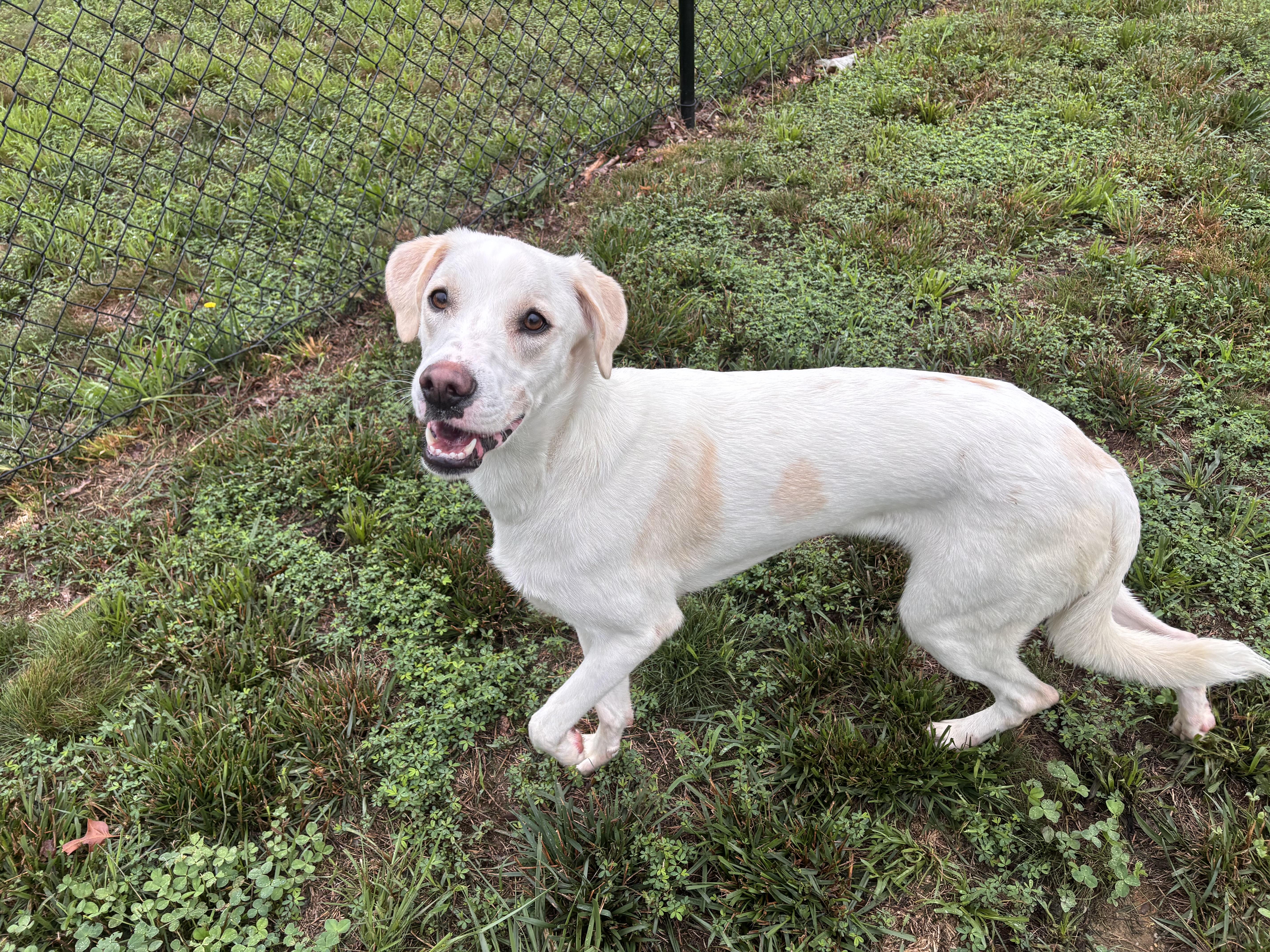 yuki, a ADOPTABLE mixed breed in Stafford, VA image 3/4