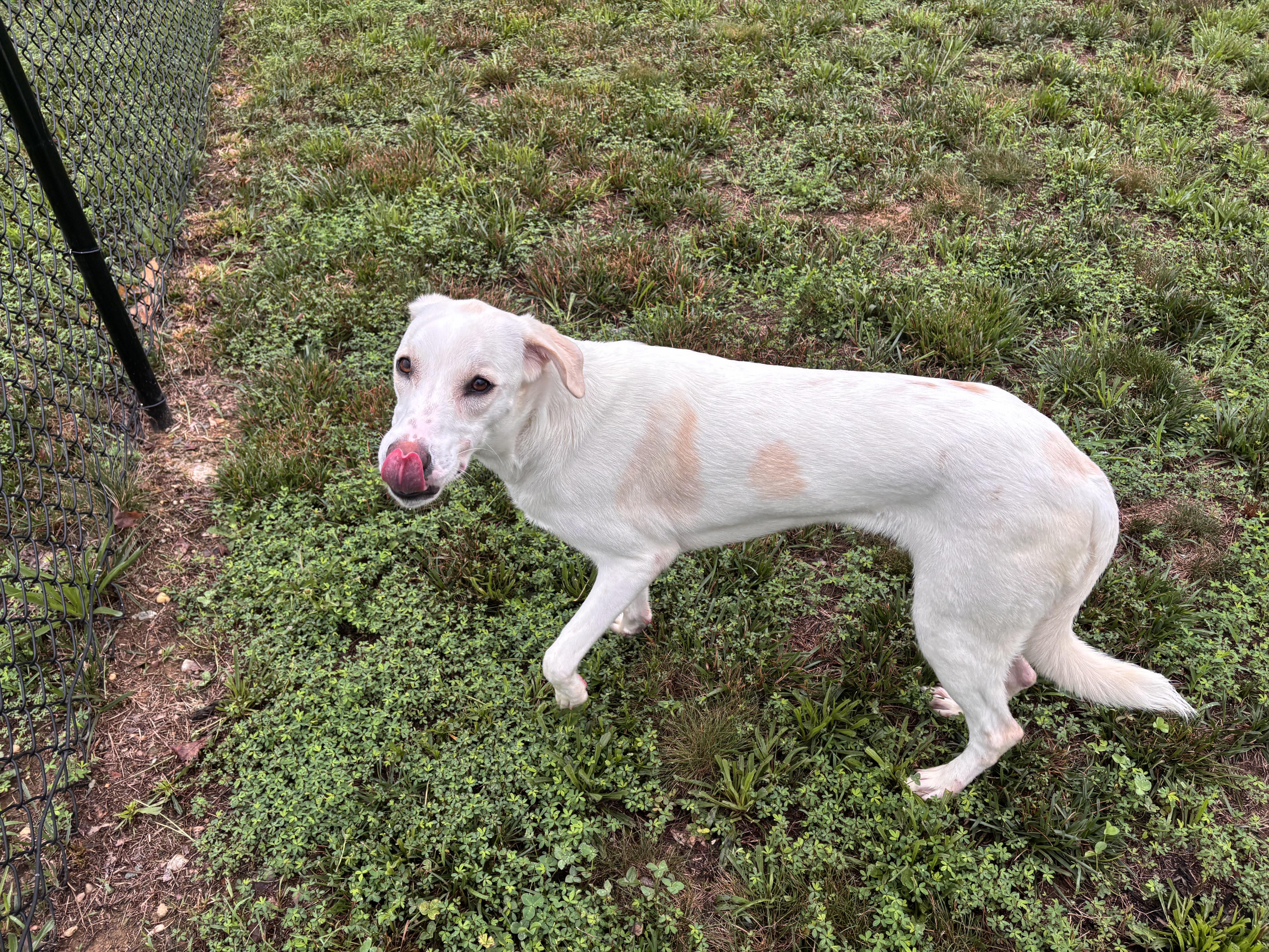 yuki, a ADOPTABLE mixed breed in Stafford, VA image 4/4