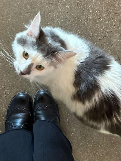 Howie, Adoptable, Young Male Domestic Medium Hair & Domestic Short Hair.