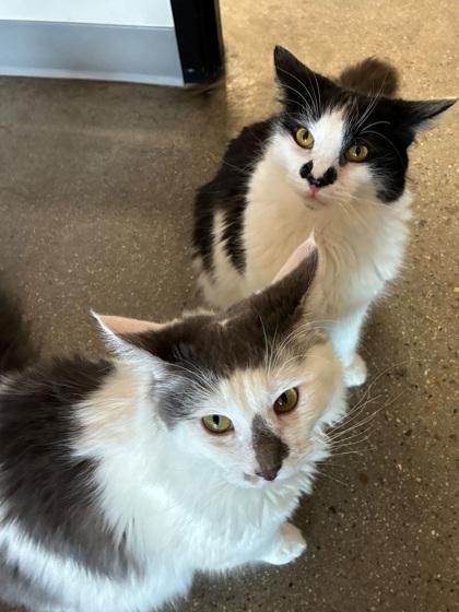 Enlarge Howie, a Adoptable mixed breed in Encinitas, CA image 2/3