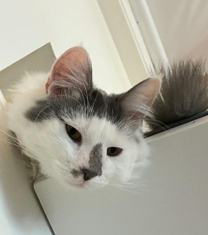 Enlarge Howie, a Adoptable mixed breed in Encinitas, CA image 3/3