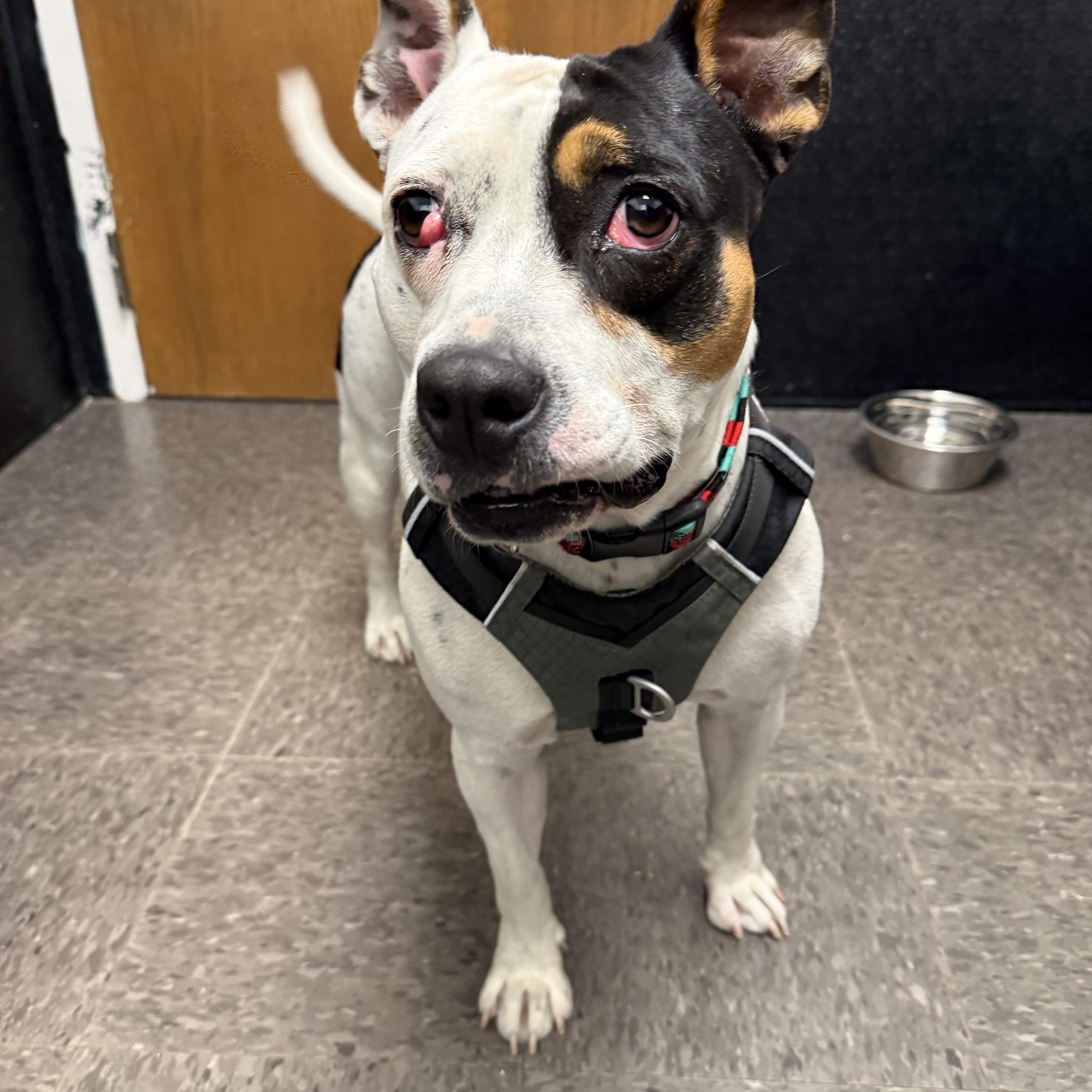 Layla, a Adoptable Mixed Breed in Homewood, IL image 2/3