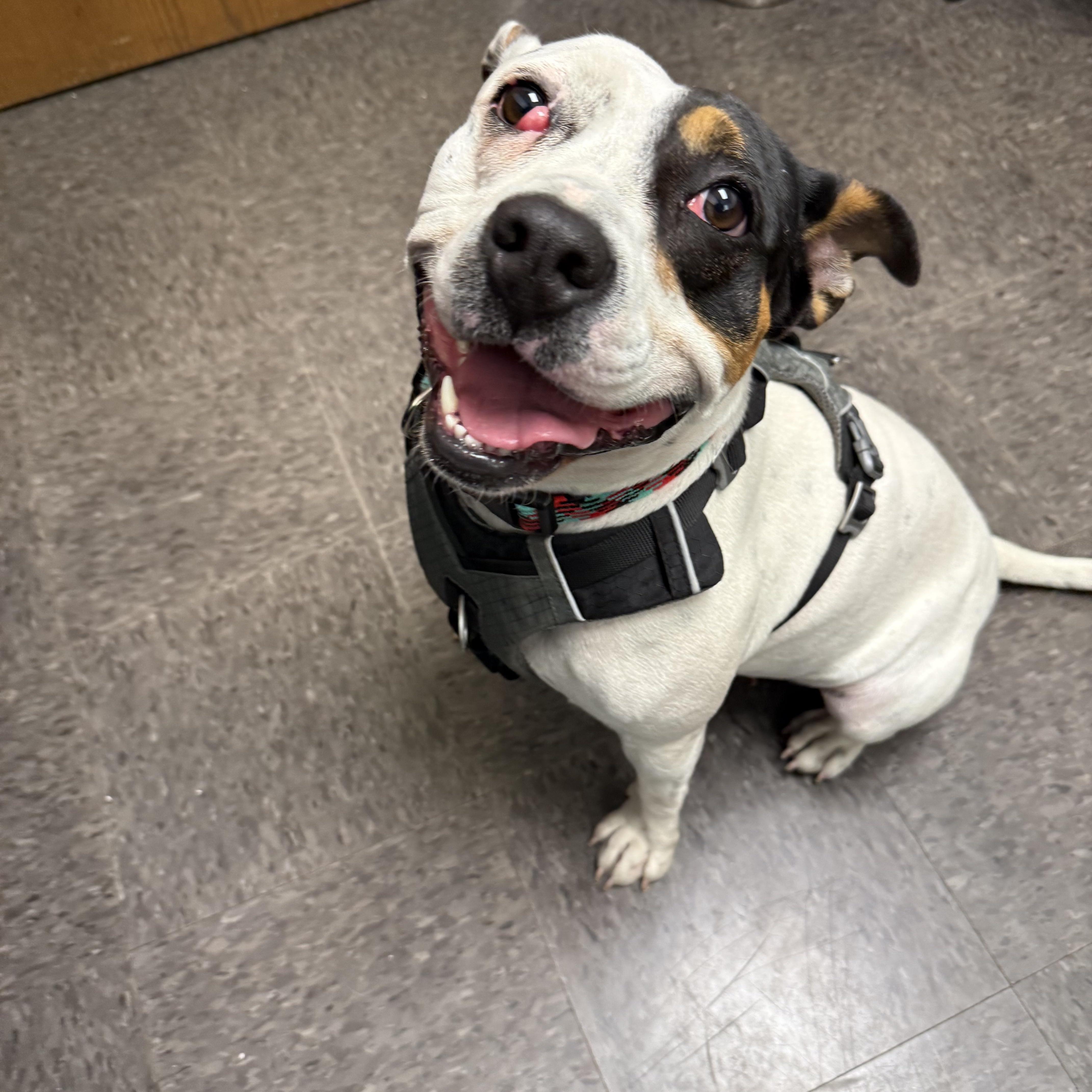 Layla, a Adoptable Mixed Breed in Homewood, IL image 3/3