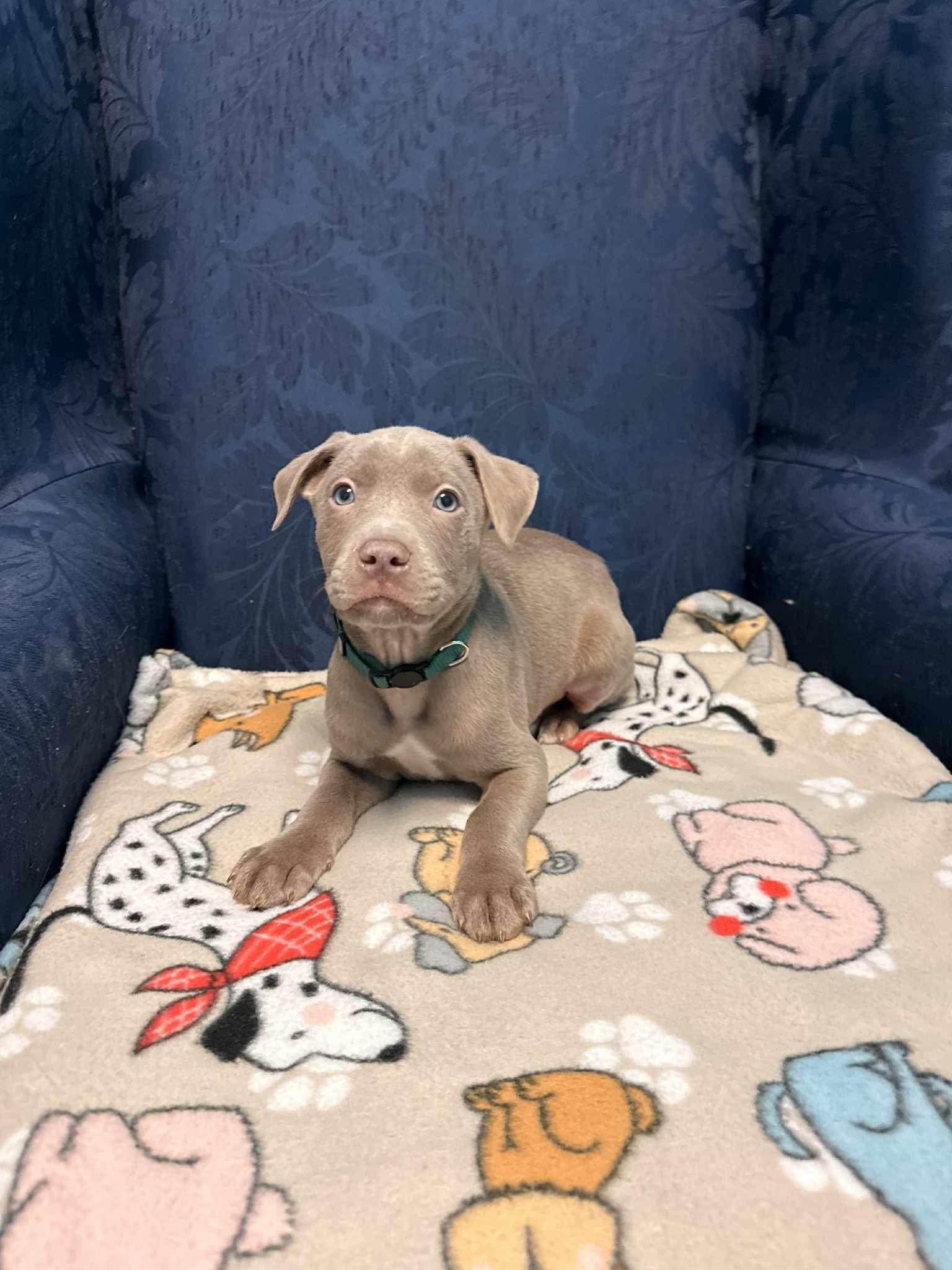 Tucker, adopted, Puppy Male Labrador Retriever.